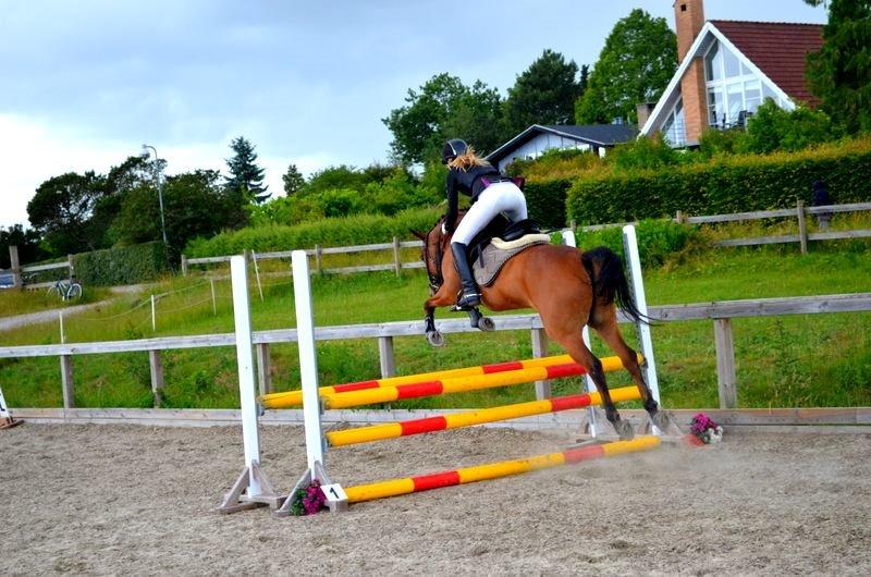 Anden særlig race Dick Turpin B-pony ti l sa lg billede 13