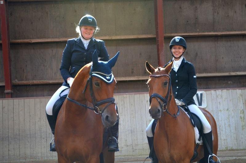 Anden særlig race Dick Turpin B-pony ti l sa lg billede 8