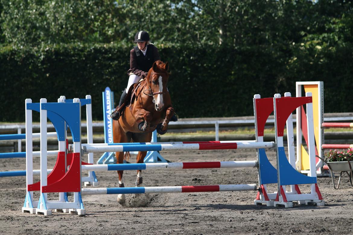 Hollandsk Varmblod Zirmatine - 15.6.2014 LB*/LB** i Kongsdal, svære vendinger! LB* blev noget rod, LB** gik rigtig fint, men glemte sidste spring i omspringingen :/ Foto: Jessica Freiesleben billede 16