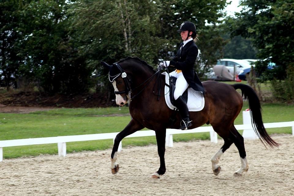 Dansk Varmblod Sant Jordi´s Mccoy, B-Hest billede 3