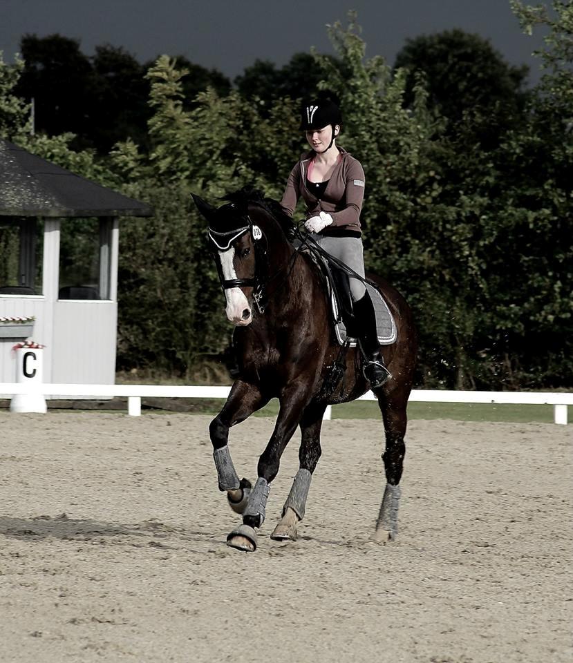 Dansk Varmblod Sant Jordi´s Mccoy, B-Hest billede 1