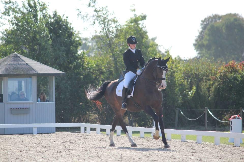 Dansk Varmblod Sant Jordi´s Mccoy, B-Hest billede 11