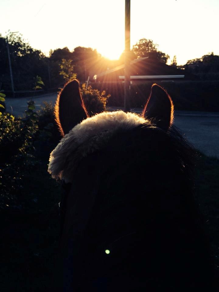 Anden særlig race Charley - He brings the smile on my lips everyday <3  billede 3