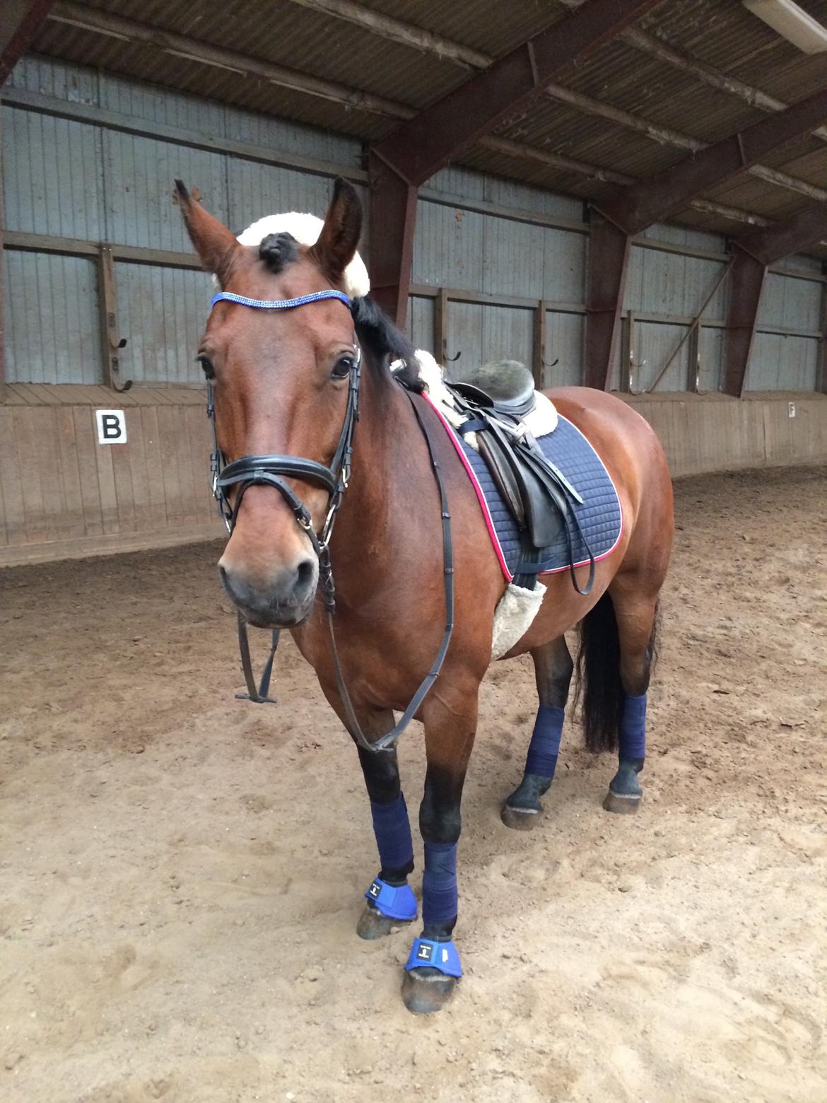 Anden særlig race Charley billede 13