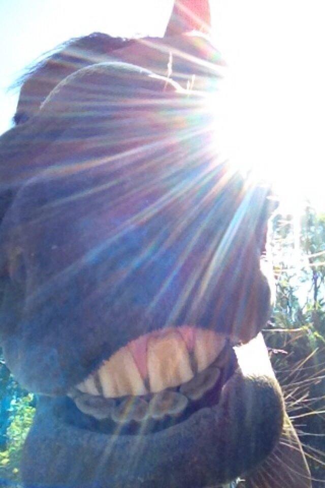 DSP Klintens earl (sendt hjem) billede 20