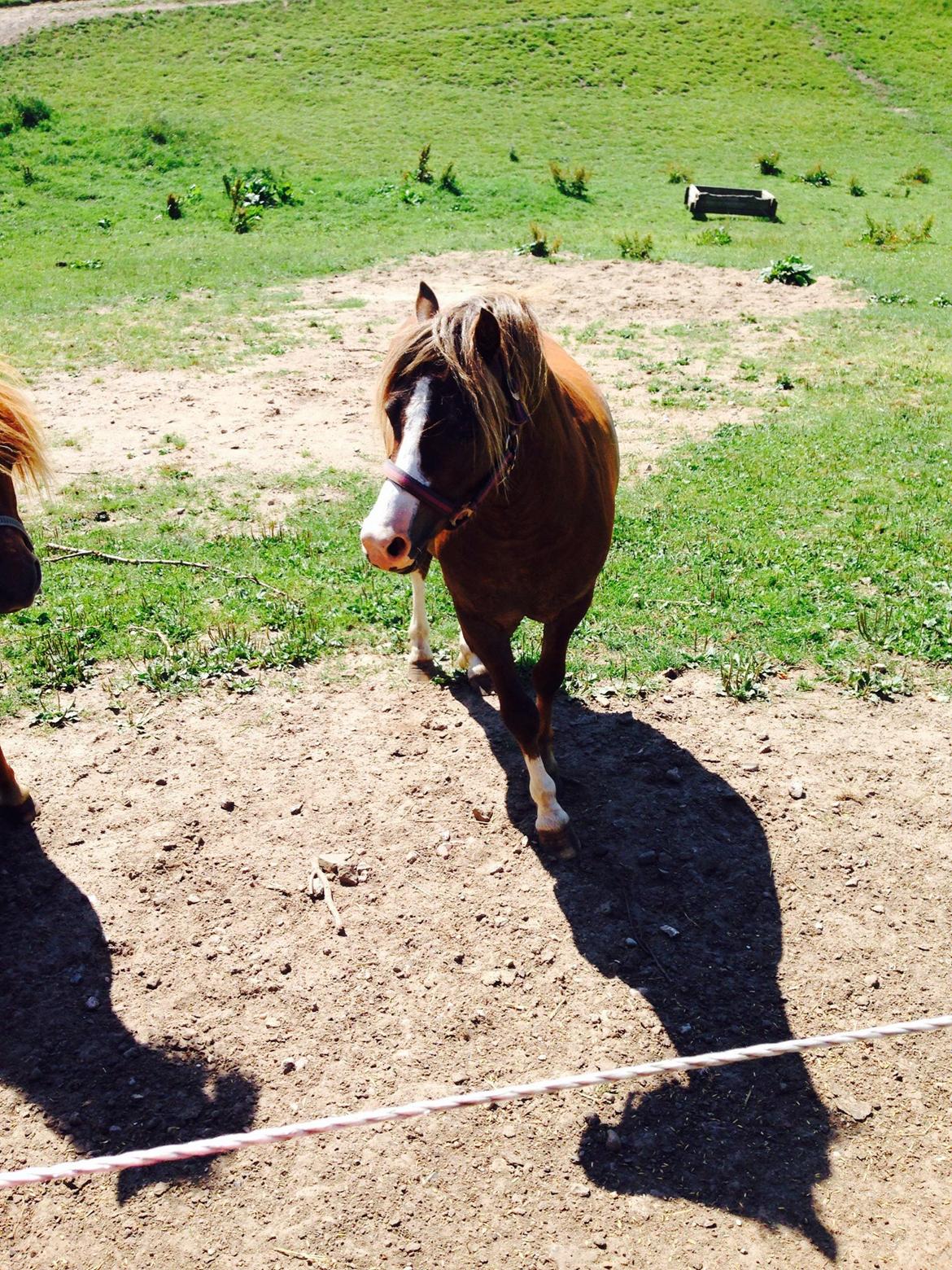 Welsh Mountain (sec A) R. I . P. Solbakkens Eddie *Solgt* billede 1