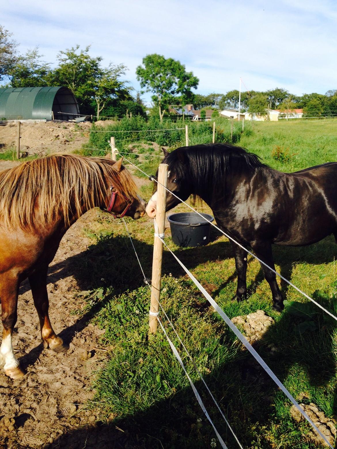 Welsh Mountain (sec A) R. I . P. Solbakkens Eddie *Solgt* billede 2