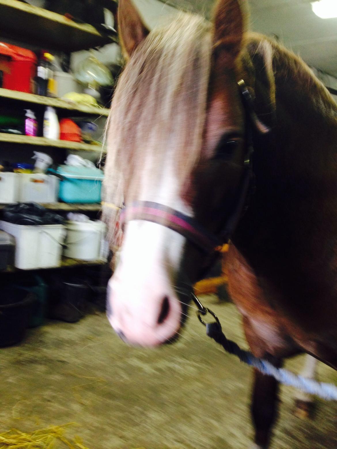 Welsh Mountain (sec A) R. I . P. Solbakkens Eddie *Solgt* billede 4