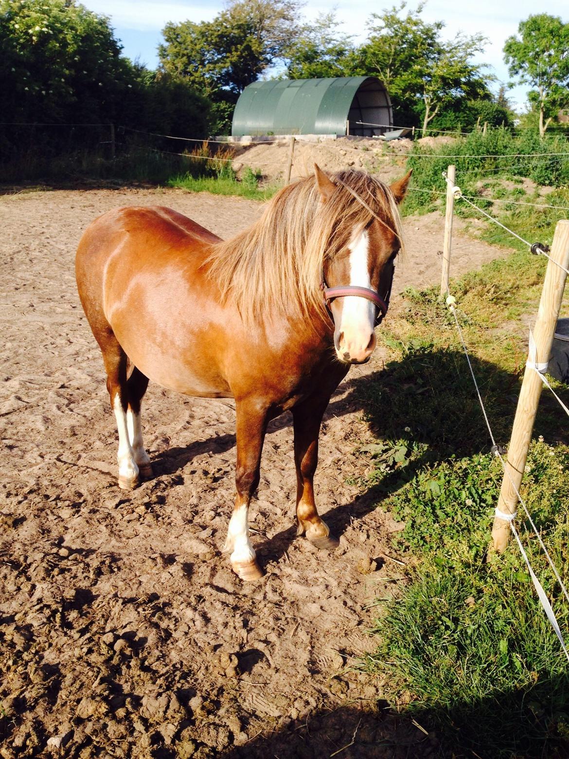 Welsh Mountain (sec A) R. I . P. Solbakkens Eddie *Solgt* billede 5