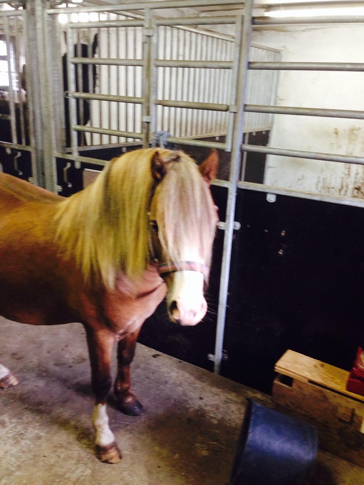 Welsh Mountain (sec A) R. I . P. Solbakkens Eddie *Solgt* billede 6