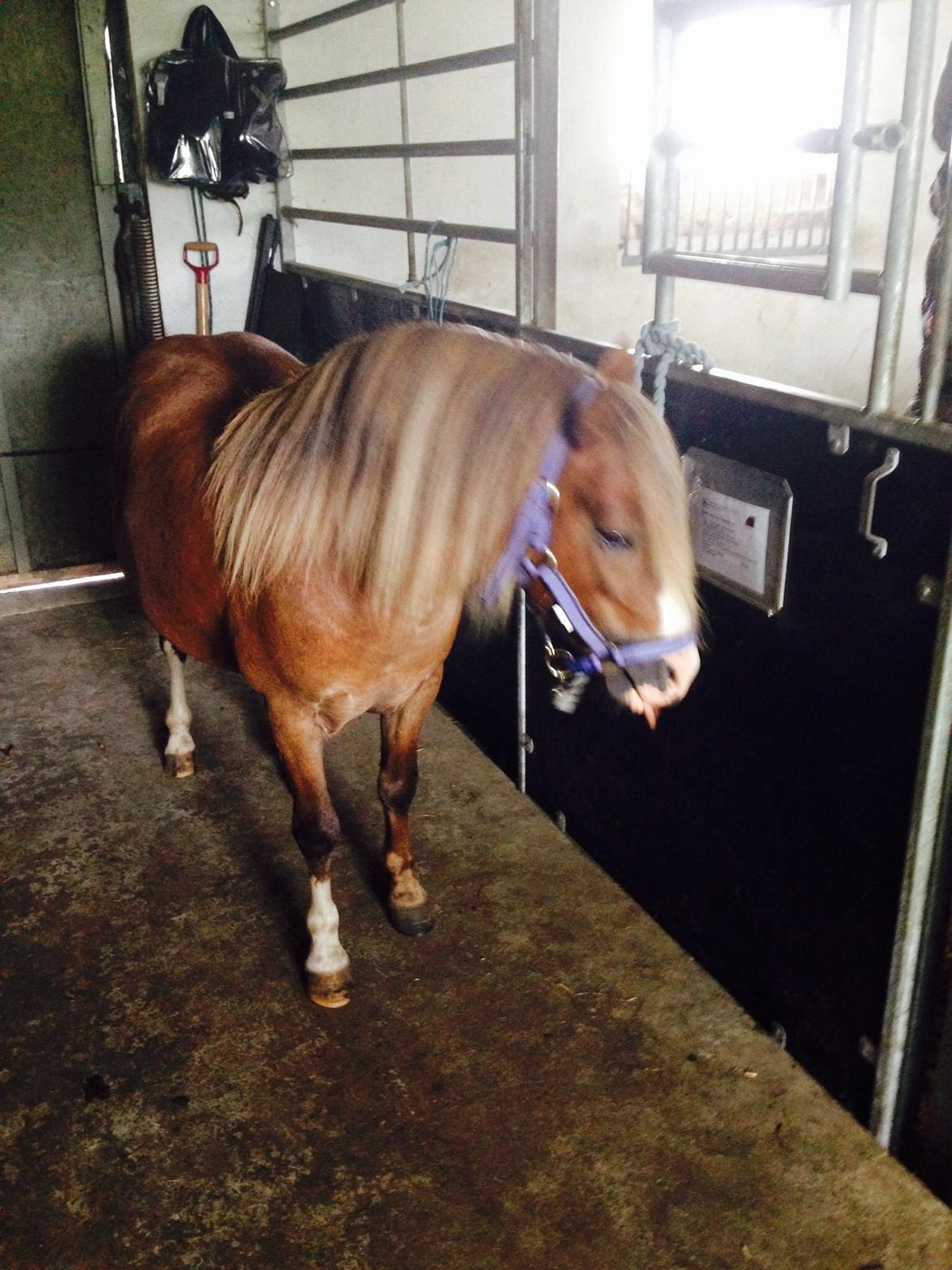 Welsh Mountain (sec A) R. I . P. Solbakkens Eddie *Solgt* billede 7