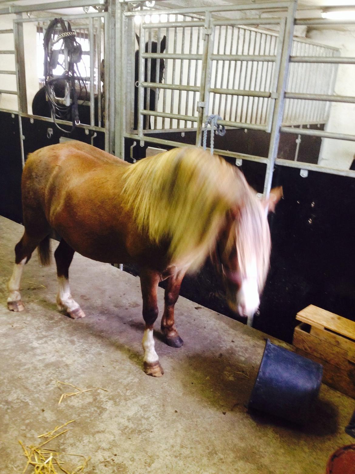 Welsh Mountain (sec A) R. I . P. Solbakkens Eddie *Solgt* billede 8