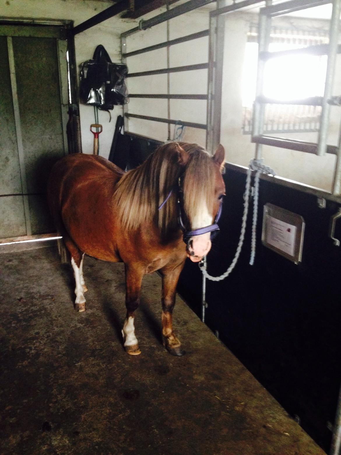 Welsh Mountain (sec A) R. I . P. Solbakkens Eddie *Solgt* billede 9