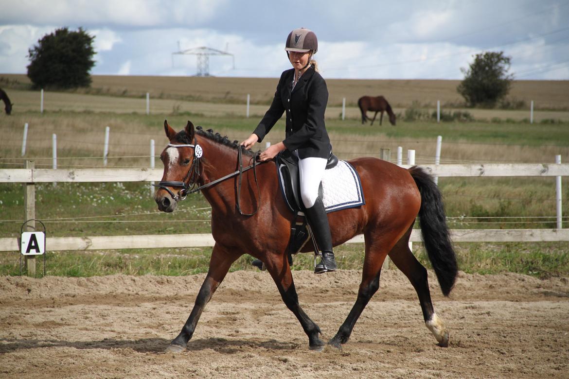 Welsh Partbred (Sec F) Lykkegaards hopla - Første stævne sammen <3 billede 9