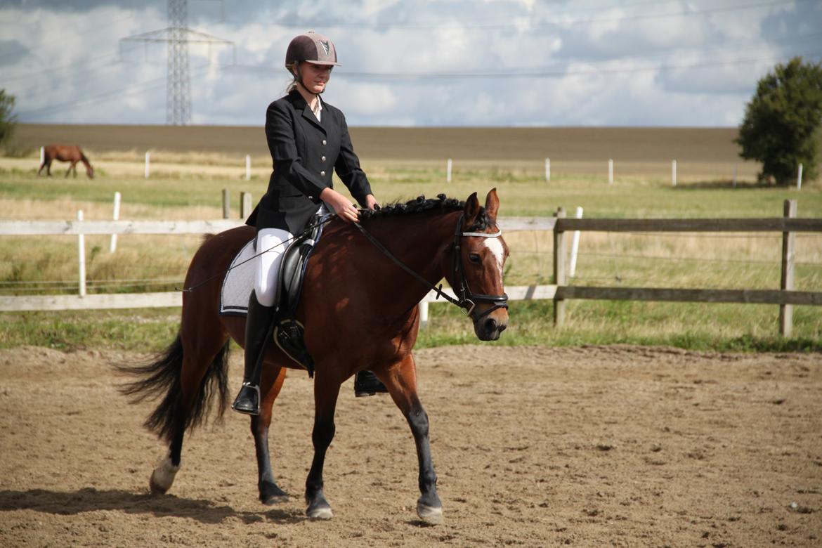 Welsh Partbred (Sec F) Lykkegaards hopla - Første stævne sammen <3 billede 11