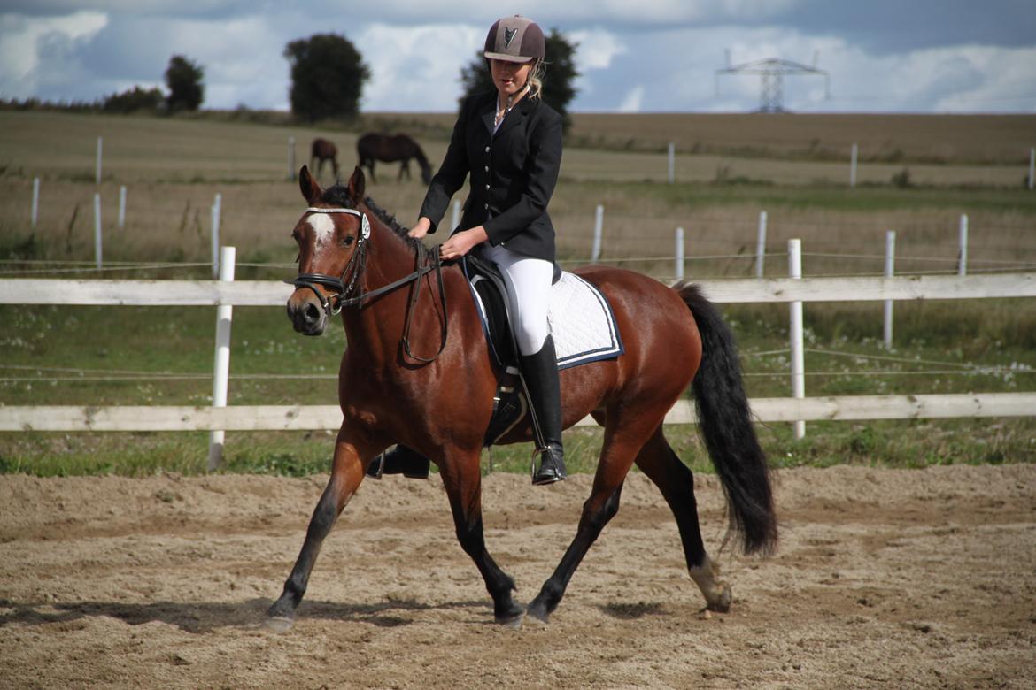 Welsh Partbred (Sec F) Lykkegaards hopla - Første stævne sammen <3 billede 10