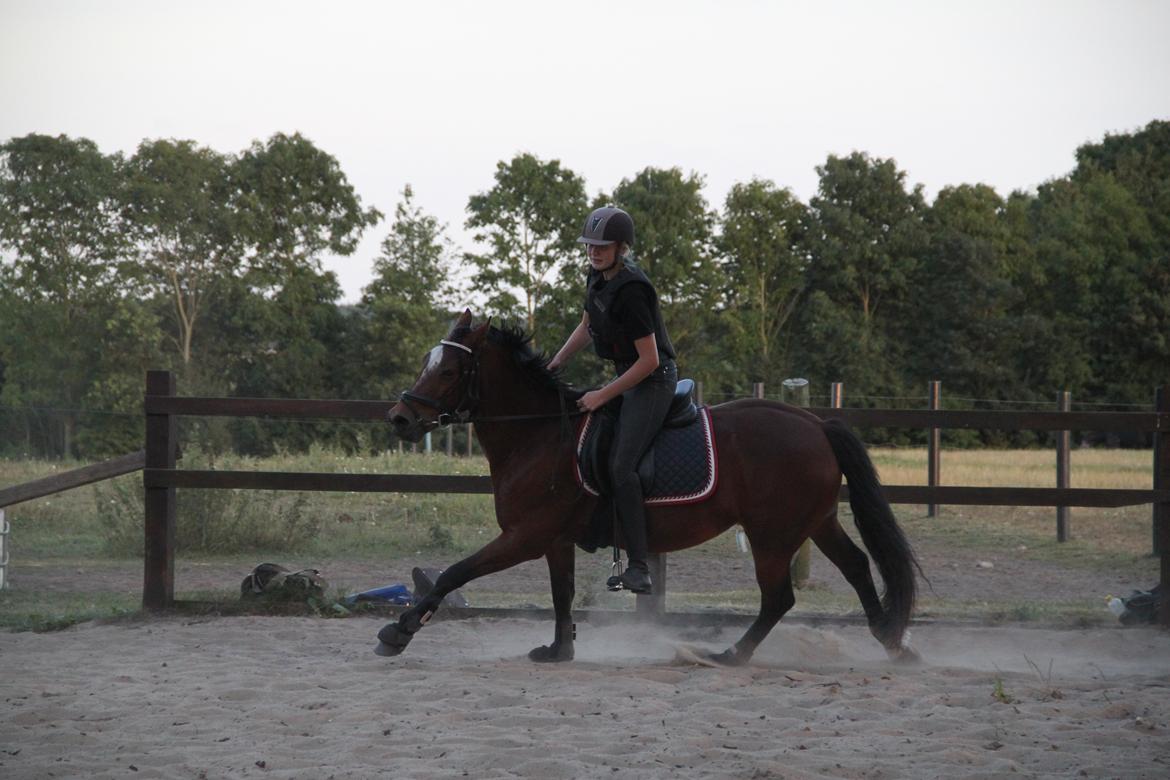Welsh Partbred (Sec F) Lykkegaards hopla billede 16