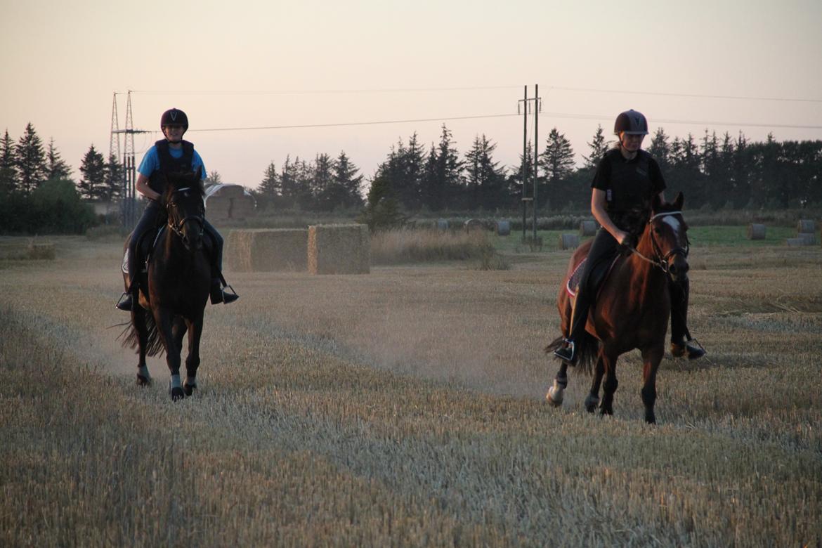 Welsh Partbred (Sec F) Lykkegaards hopla billede 17