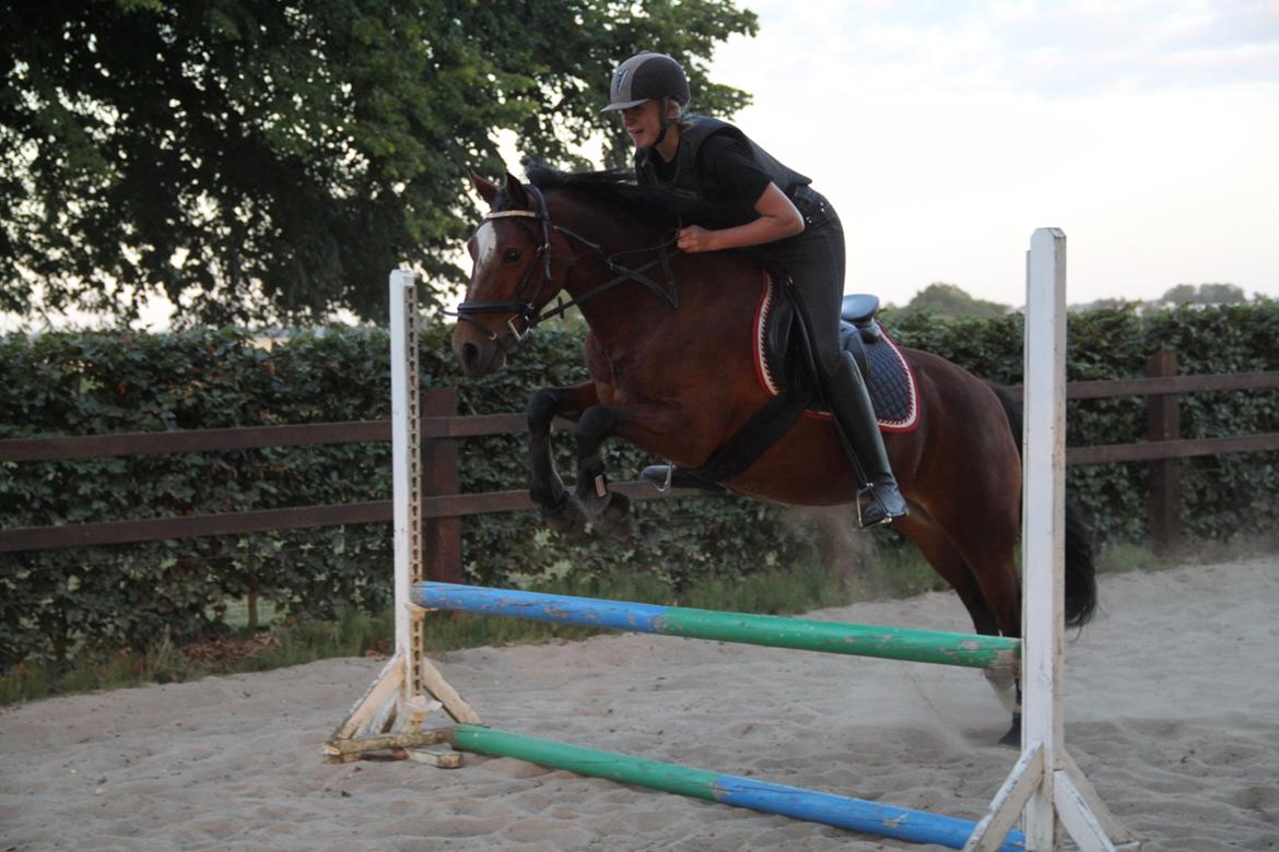 Welsh Partbred (Sec F) Lykkegaards hopla billede 14