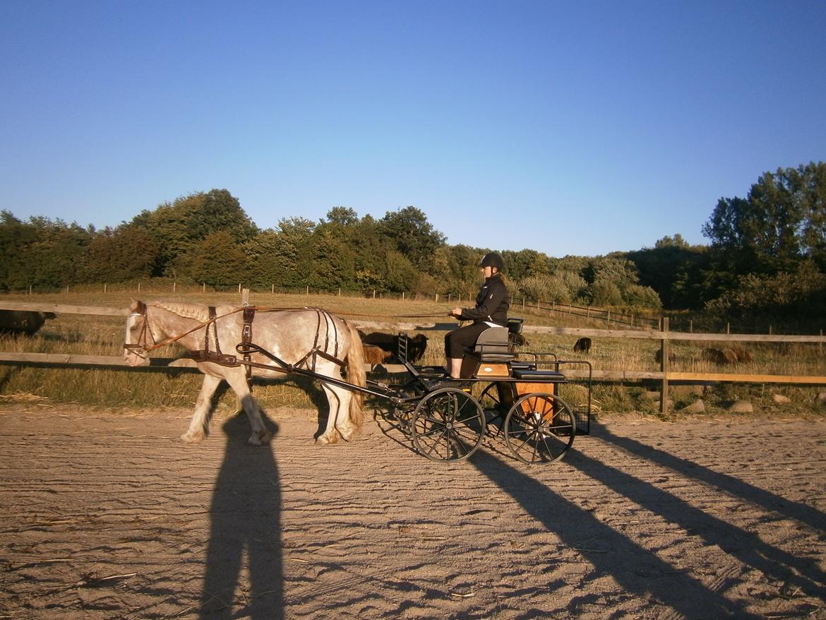 Irish Cob Frilenis Lux billede 16