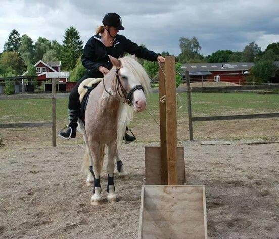 Irish Cob Frilenis Lux billede 19