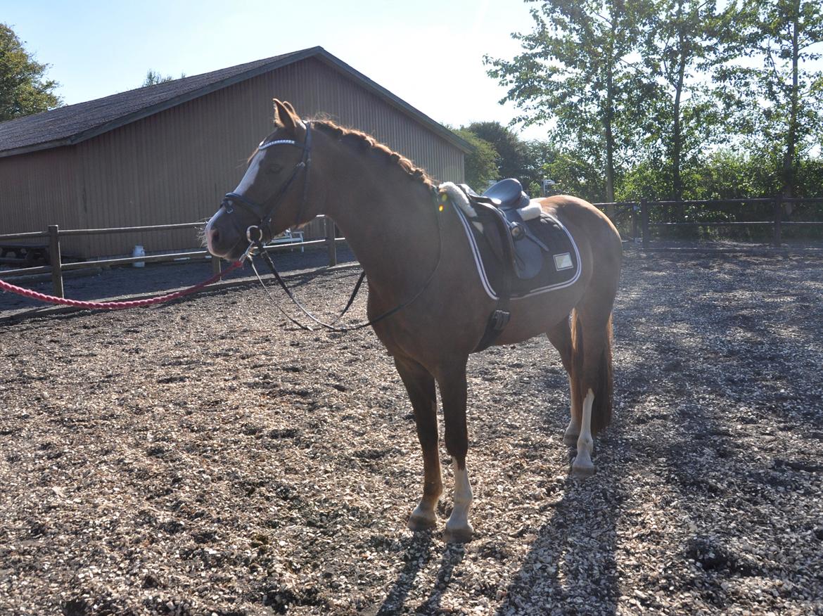 Welsh Cob (sec D) Hvedholms William billede 14