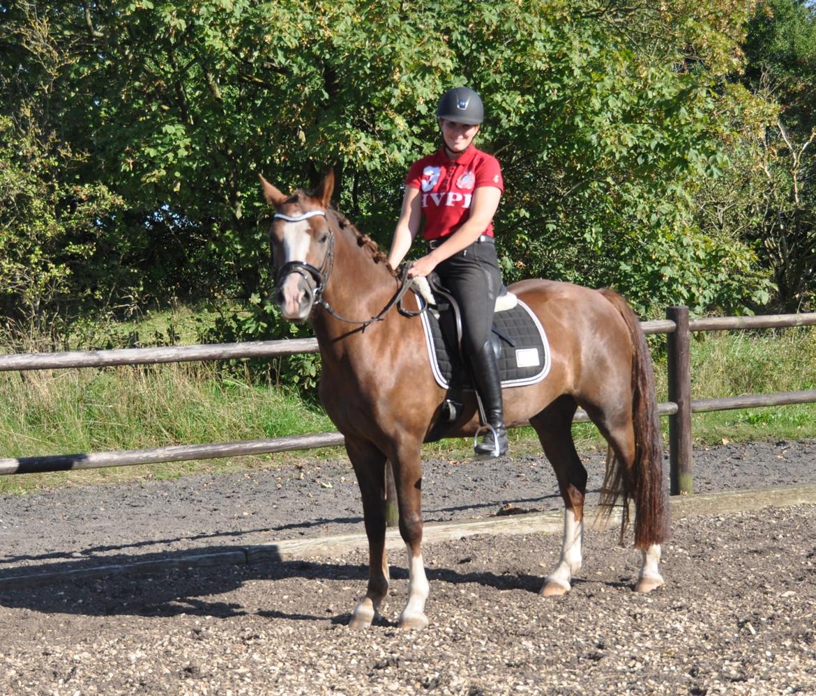 Welsh Cob (sec D) Hvedholms William billede 13