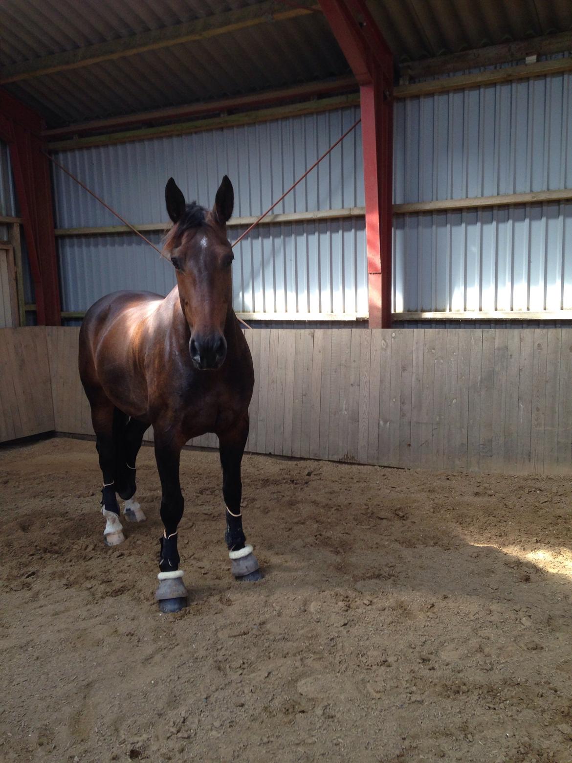 Oldenborg sentinali af danevang billede 22