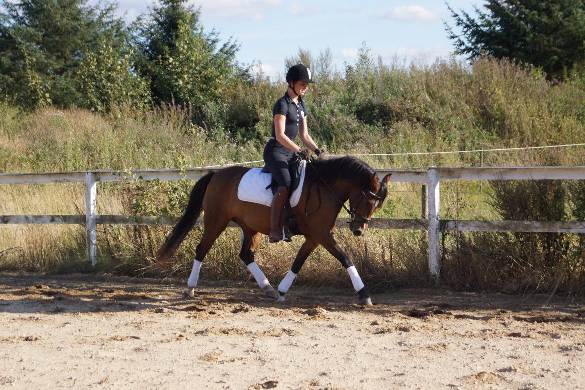 Welsh Partbred (Sec F) | Eowyns First Rose | billede 2