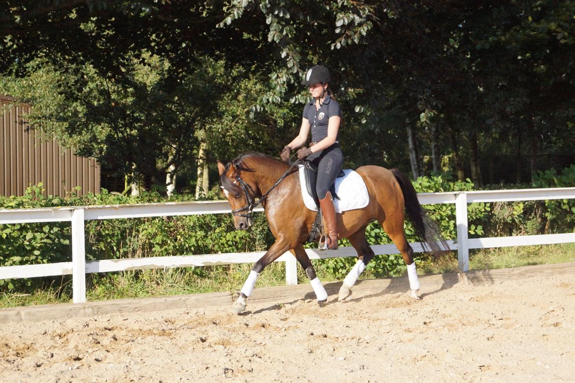 Welsh Partbred (Sec F) | Eowyns First Rose | billede 1