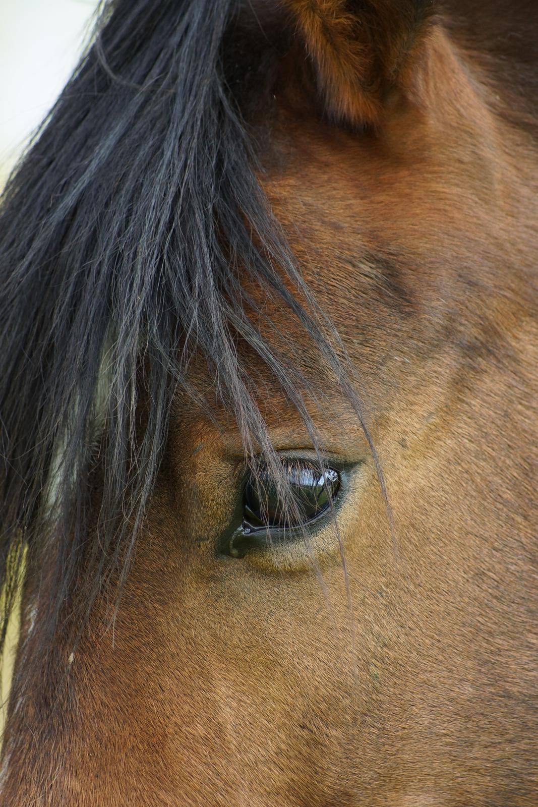 Welsh Partbred (Sec F) | Eowyns First Rose | billede 6