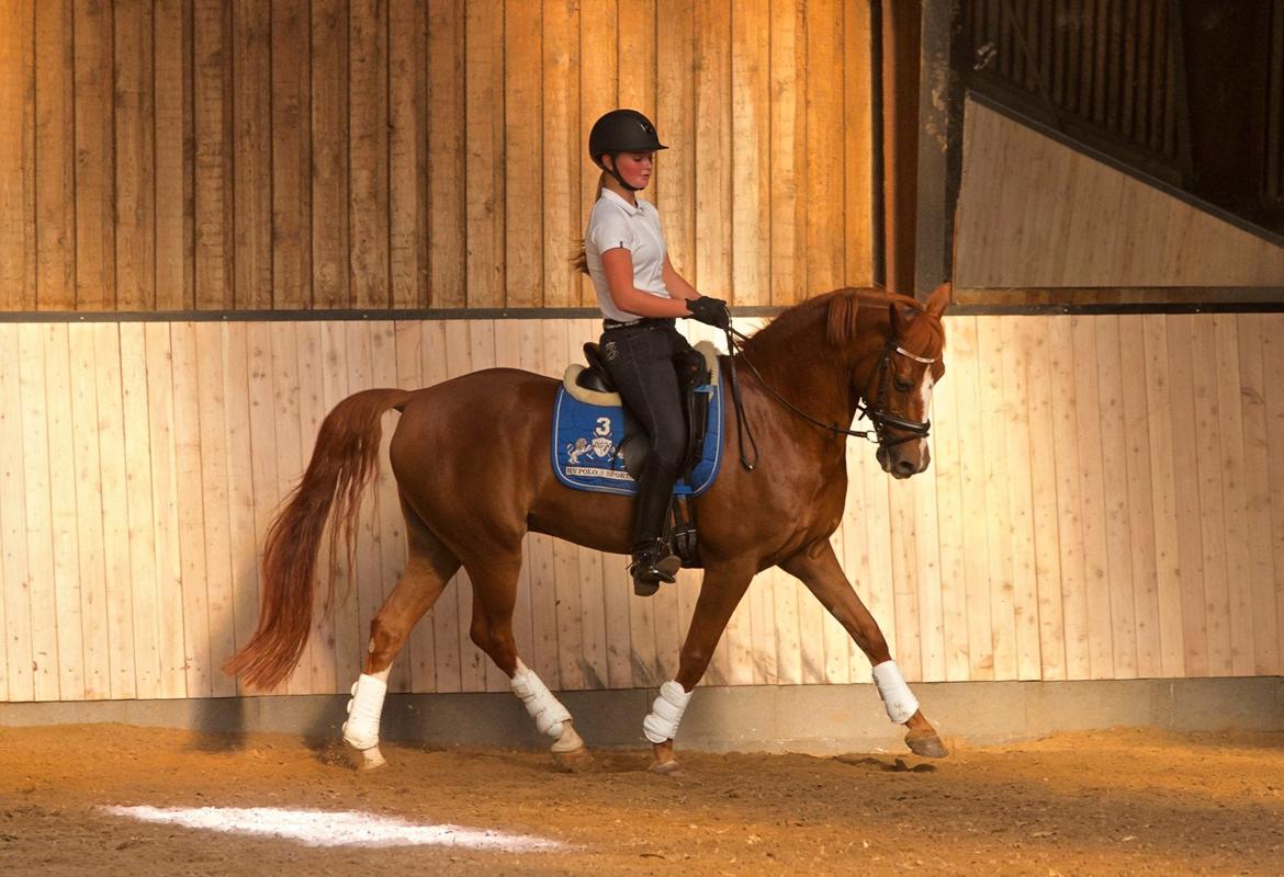 Hollandsk Sportspony Barrichello  - Foto: Kathrine Pedersen billede 10