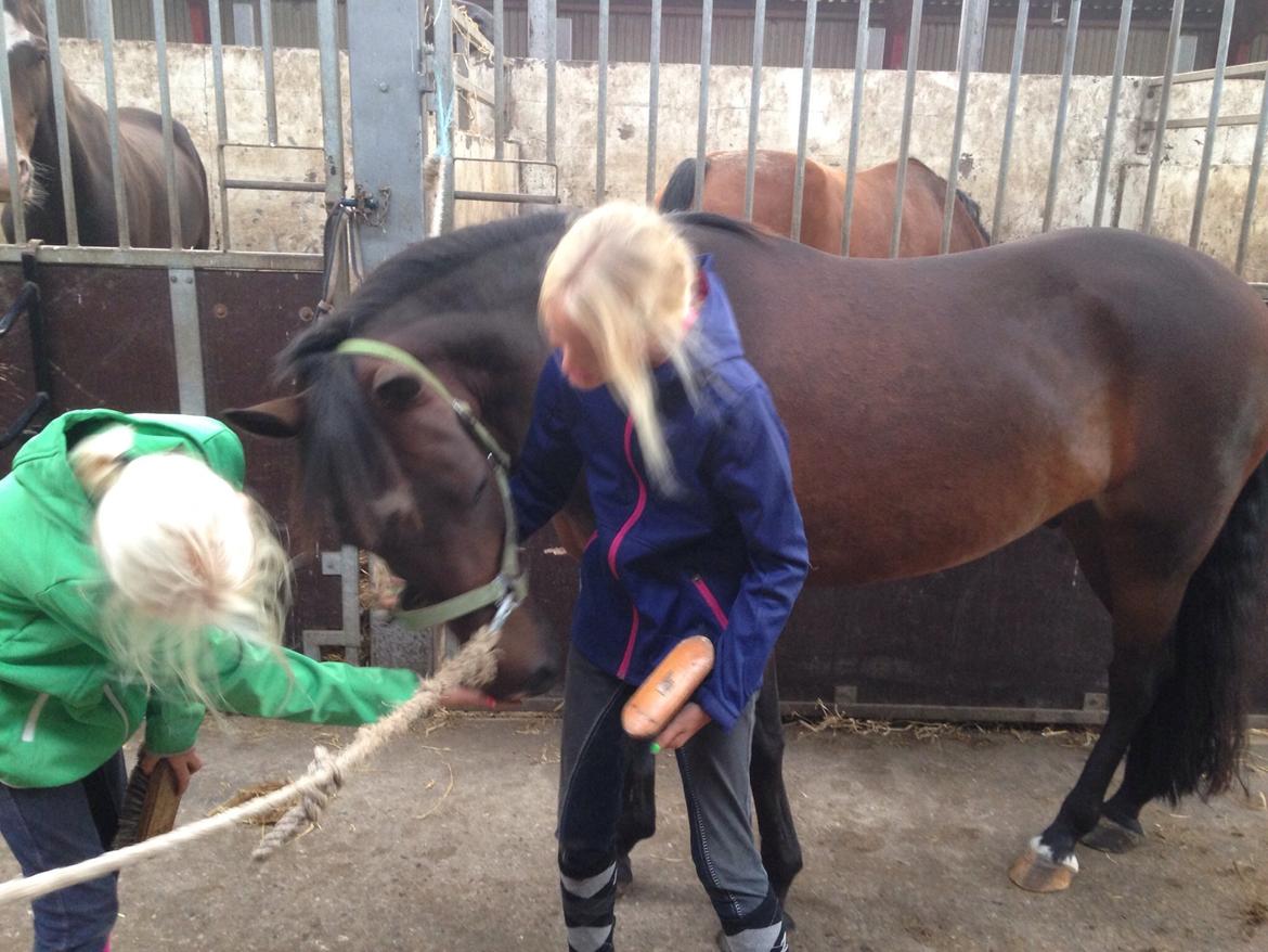 New Forest Arjan billede 2