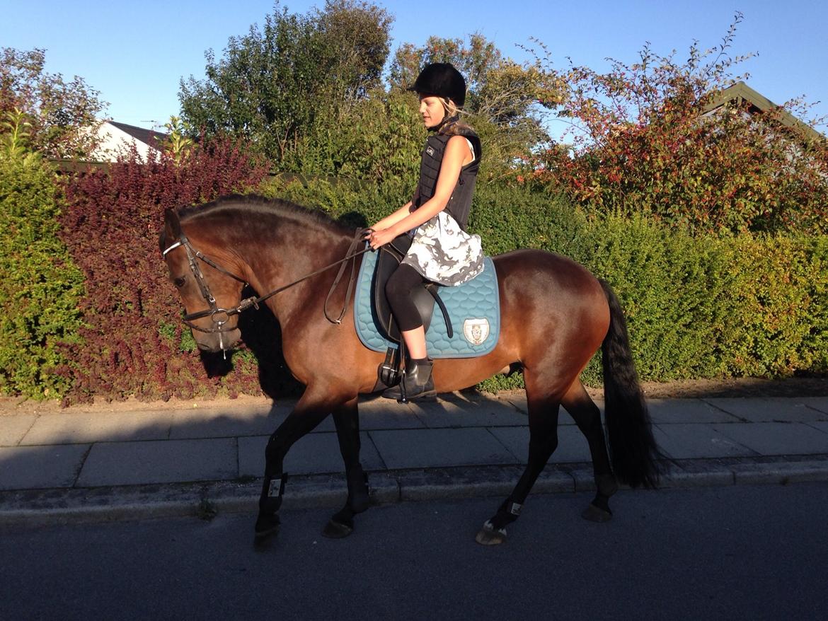 New Forest Arjan billede 6