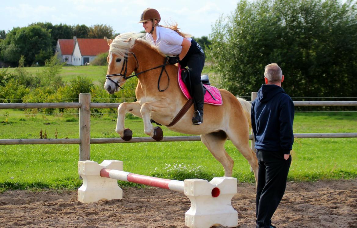 Tyroler Haflinger Hoya af Elghuset (Solgt) - Første gang hun prøver at spring! :D billede 5