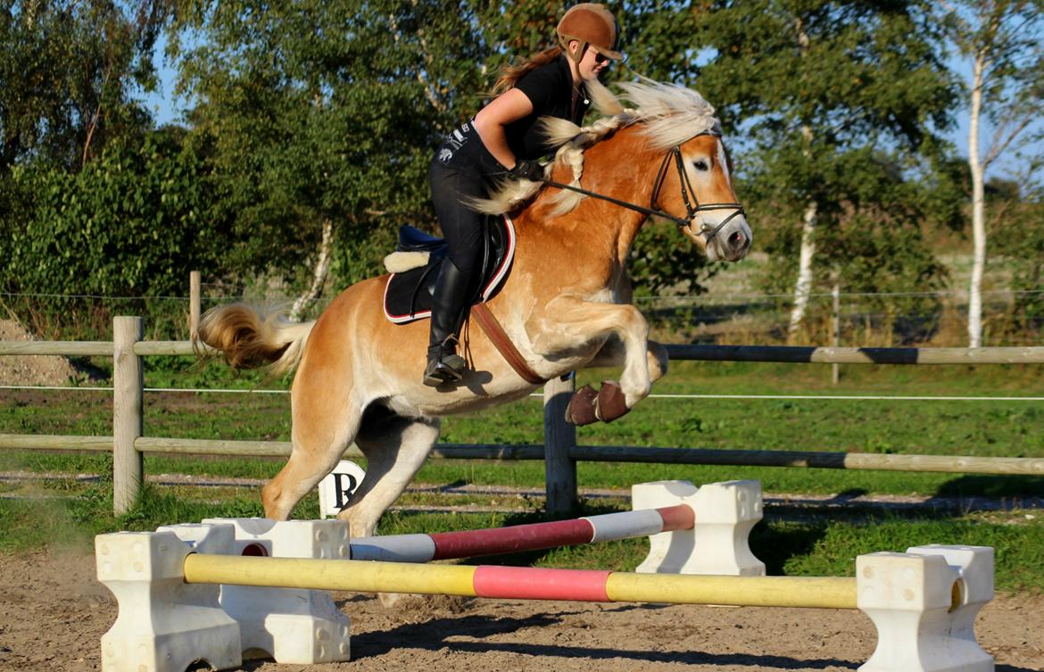 Tyroler Haflinger Hoya af Elghuset (Solgt) - 4 gang hun prøver at springe og hun er så sej til det og hun elsker det bare!! :D billede 1