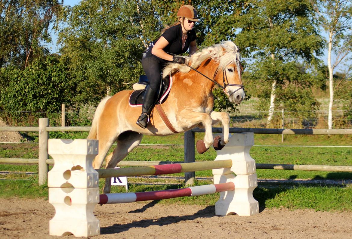 Tyroler Haflinger Hoya af Elghuset (Solgt) - 4 gang hun prøver at springe og hun er så sej til det og hun elsker det bare!! :D billede 2