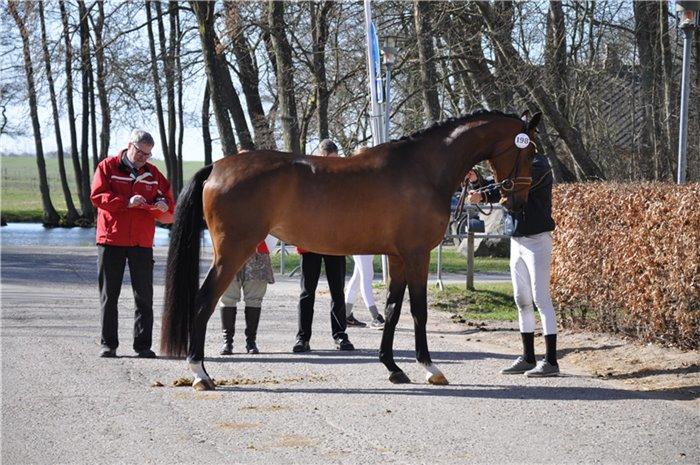 Dansk Varmblod Aalykkes Raffinessa - Ikke mit billede - taget fra stutteriets hjemmeside. Aalykkes Raffinessa billede 12