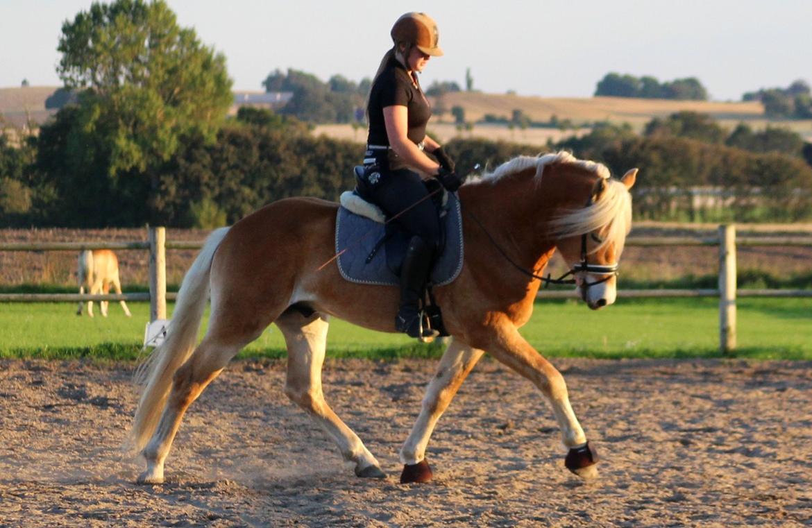 Tyroler Haflinger Stallone af Elghuset *AVLSHINGST* - Træning hjemme 2014 billede 18