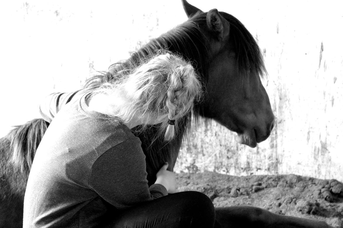 Lusitano Horatio The Noble One - Min bedste ven og jeg hygger i løsdriften billede 8