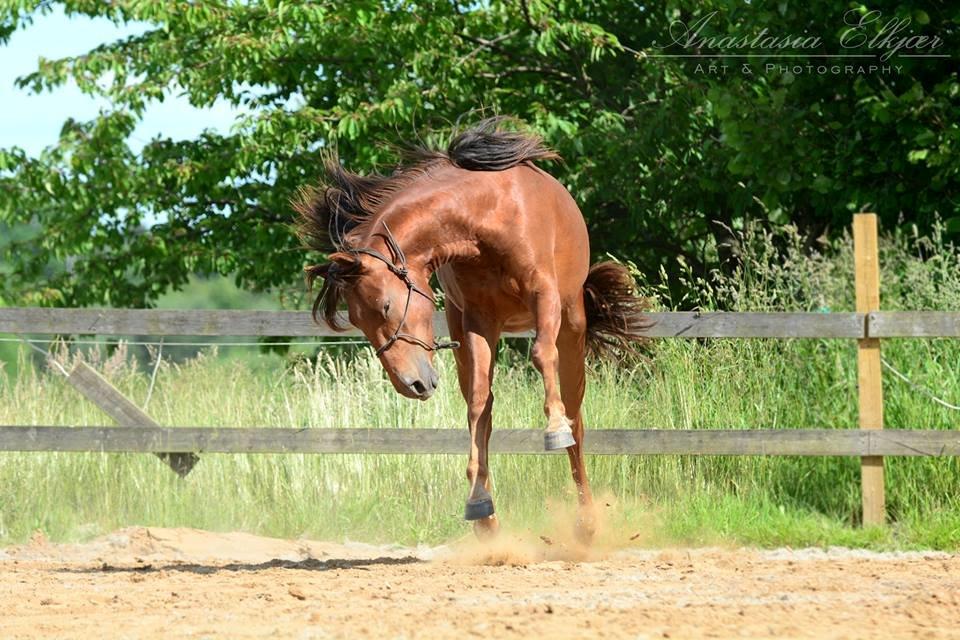 Lusitano Horatio The Noble One - Horatio i hopla Foto: Anastasia Elkjær billede 1
