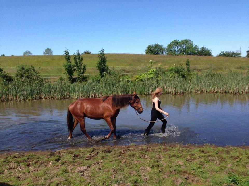 Lusitano Horatio The Noble One - Horatio elsker vand, men kun hvis jeg er med! billede 10