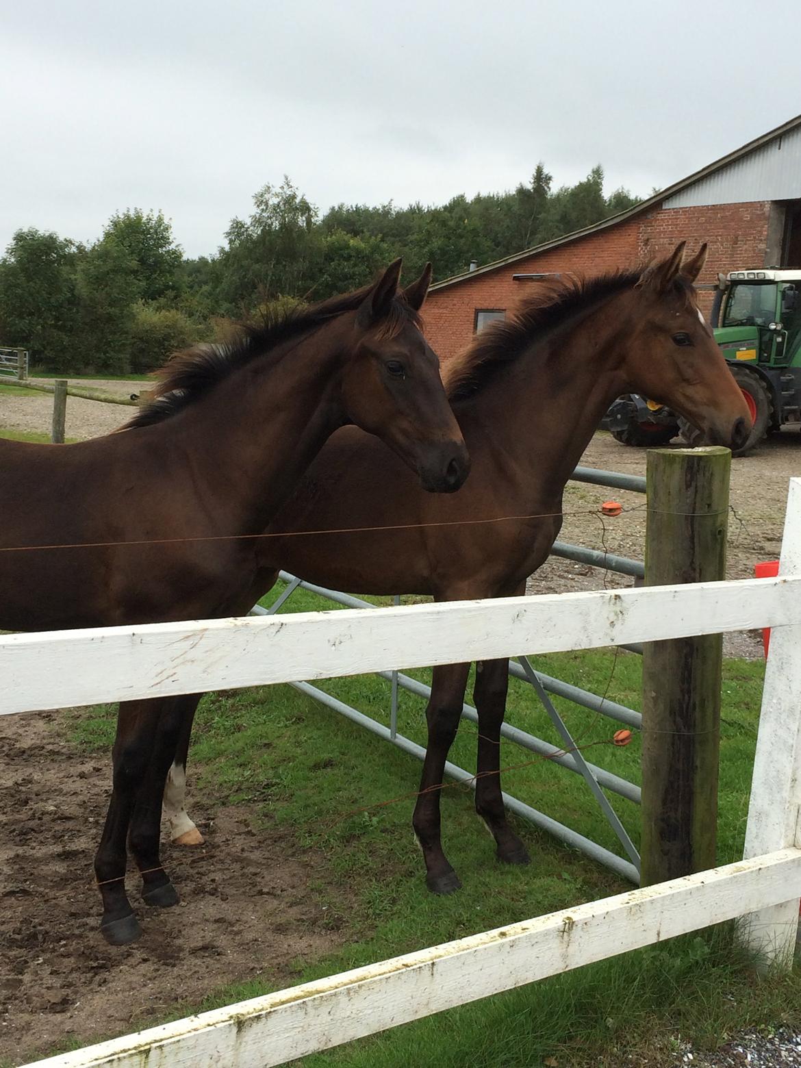 Dansk Varmblod Sanddallunds florina billede 10