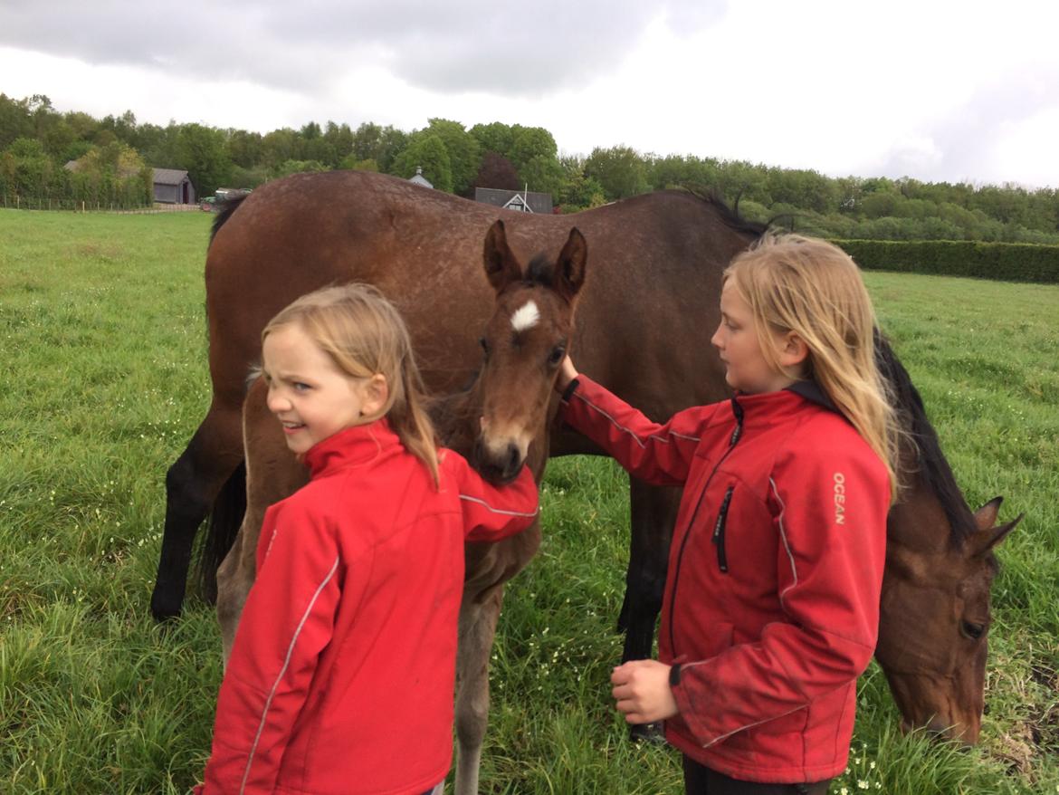 Dansk Varmblod Sanddallunds florina billede 3