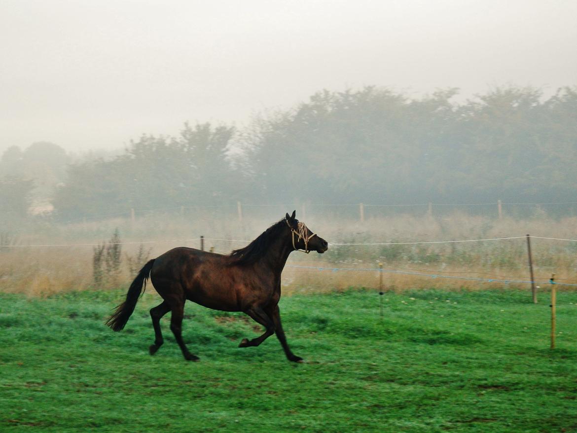 Pura Raza Española Stald Skou Desbocada YC SOLGT billede 39