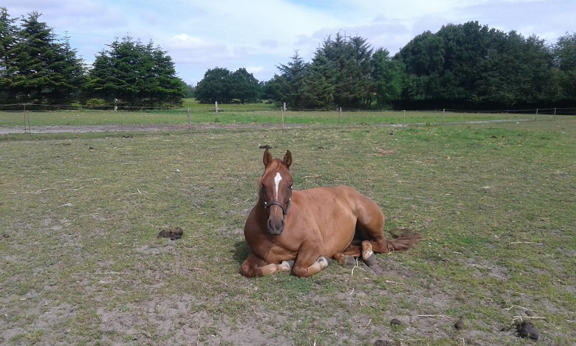 Anden særlig race Stald Nedergaards Red Star billede 1