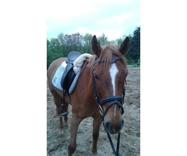 Anden særlig race Stald Nedergaards Red Star billede 3