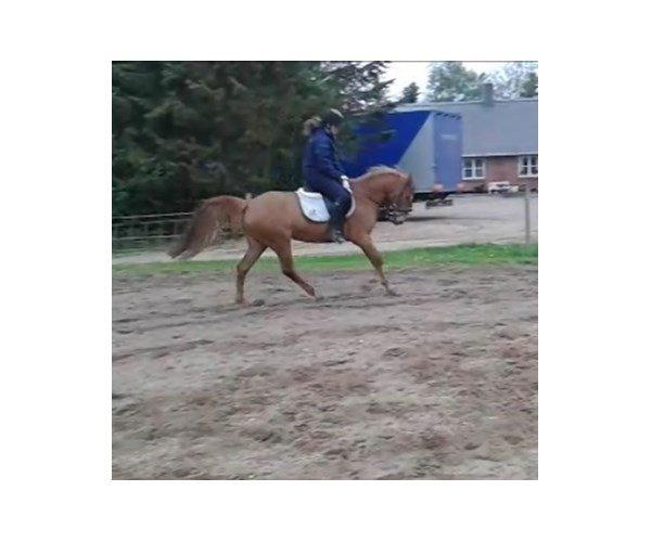 Anden særlig race Stald Nedergaards Red Star billede 4