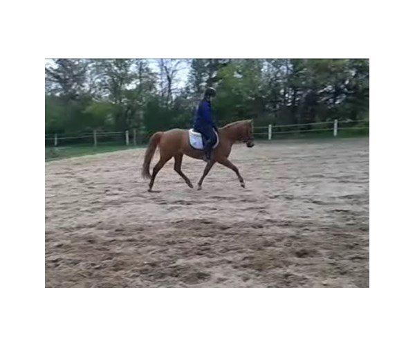 Anden særlig race Stald Nedergaards Red Star billede 5