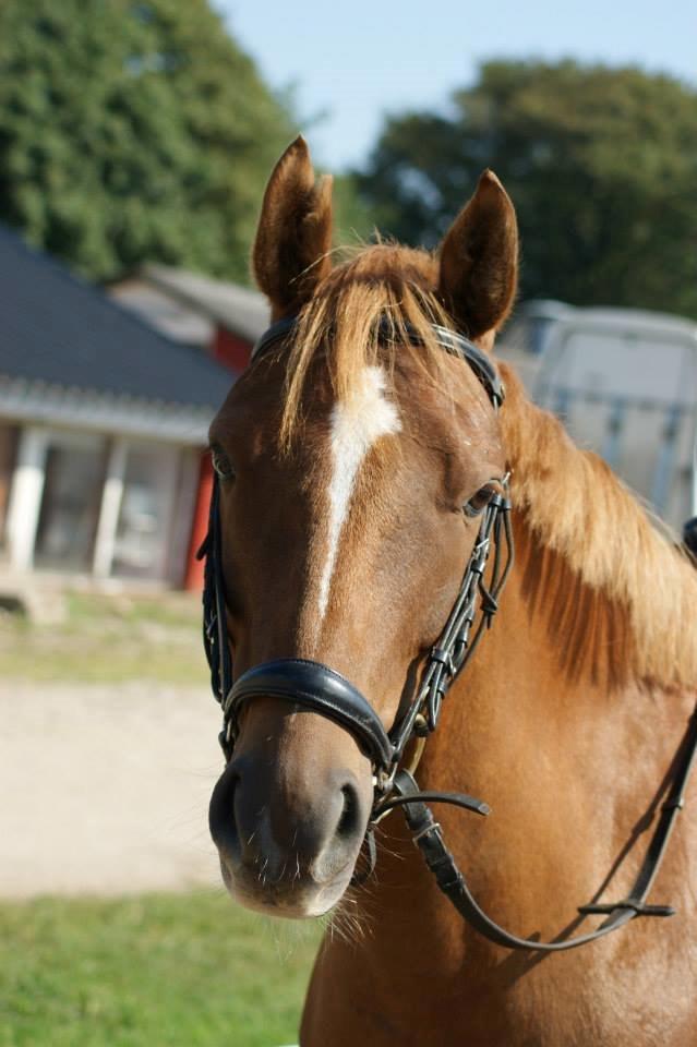 Anden særlig race Stald Nedergaards Red Star billede 6